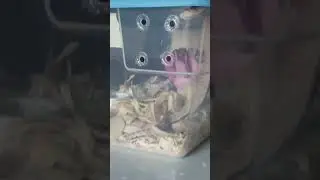 Burthday Baby tries to escape AGAIN #hognosesnake #hognose #babyhognose #lavenderhognose