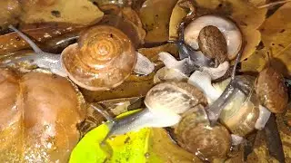 Incredible Catch The Snail, Baby Snail (4K Video Ep1)