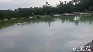 Kolam pancing pakmid
