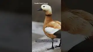 Ruddy Shelduck | Species Fact Card
