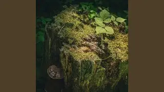 Forest Fantasy