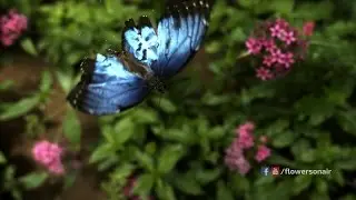 Flowers logo reveal- butterfly single sting