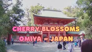 Omiya Park Cherry Blossoms Festival 2025
