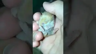 Cute baby hamster grooming  itself 🥰🐹#shorts