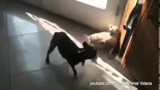 Dogs Sitting on Cats