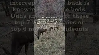 Where Do Deer Sleep?