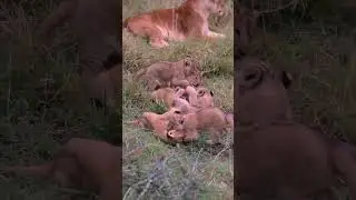 Playful Fig Tree Cubs #lion #animals #wildlife #nature #shorts #animal #short
