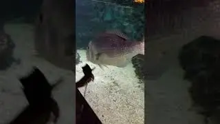 Морской аквариум в Санта Поле!!!