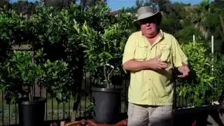 Train-A-Tree - Citrus Training In A Pot #1