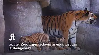 K&ouml;lner Zoo: Tigernachwuchs erkundet das Au&szlig;engehege