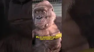 Why are bananas the typical food of monkeys?