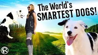 Put Your Paws Together For The World's Smartest Dogs