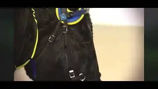Avskedsvideo Järvsöfaks