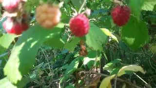 เก็บฮาล่อนสวีเดน Raspberry Sweden