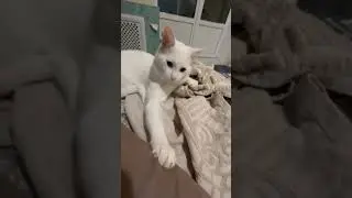 А вы это знали? #shortfeed #shorts #catlovers