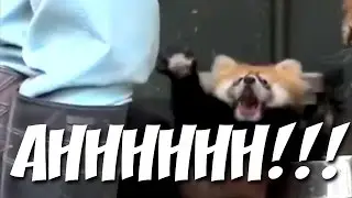 Red Panda SCREAMS IN TERROR! (Enhanced 