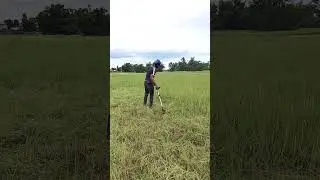 Rice cuting  #rice #nature #vlog
