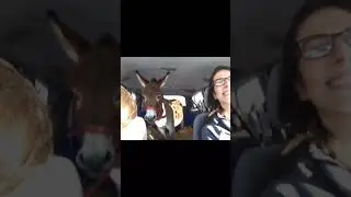 Ralphy (mini donkey)
