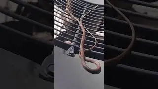 What kind of snake is this?!
