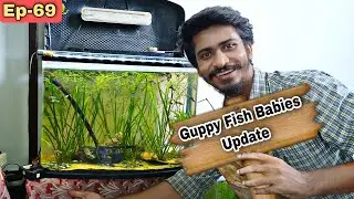 Big Guppy Eating Its Own Babies!? Full Guppy Fish Breeding Setup Update & Care Tips