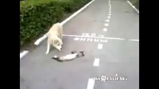 Smart Cat VS. Stupid dog!!!