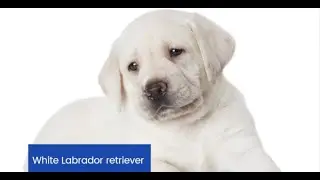 White Labrador retriever || White Labrador retriever puppies || White Labrador retriever facts