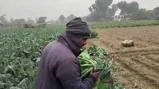 हाइब्रिड क्वालिटी के गोभी