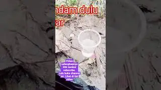 Trik jitu mancing nila pakai CB / Cotton Buds #mancing #mancingnila #umpanjitu