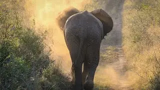 THULA THULA WILDLIFE SANCTUARY NEW VIDEO ❤️🦏🐘🐆
