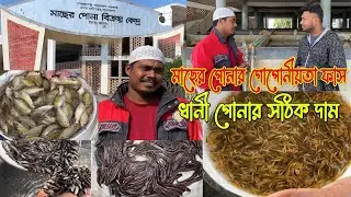 ধানি ও চারাপোনার গোপোনীয়তা ফাস।সাথে থাকছে অফার।মাছ চাষিদের জন্য কম দামে মাছের পোনা নিয়ে আজকের পর্ব।।