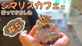 シマリスに会えるカフェに行ってきました #5