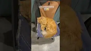 Simba ko Sona pasand hai..😴 #catlovers #cat #simmba #viral
