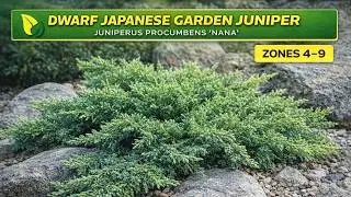DWARF JAPANESE GARDEN JUNIPER | Juniperus procumbens 'Nana'