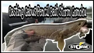 Mancing Casting Ikan Gabus, Haruan, Menggunakan Pencil Bait Storm Gomoku,|| uji mamisi