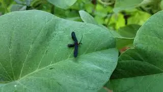Grapeleaf Skeletonizer Moth (Harrisina americana)