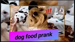 prank your dog tiktok, food prank videos funny compilation 2021