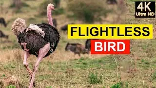 The Characteristics of: Ostrich