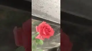 #folklore rose plant #viral #rose #new #terracegarden #garden #puspanjali #passion