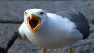 Sound To Call Birds For Food