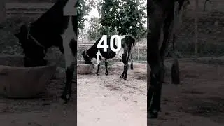 40 litre dudh Dene wali gay
