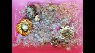 How to collect seeds from  Strawflower ( Xerochrysum bracteatum )