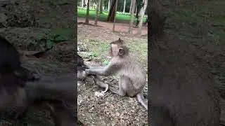 Cut little monkey #cambowildanimals #monkey