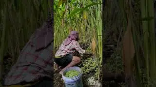 Cardamom Harvesting 🌿#cardamom #spices #harvesting #mumbai #gujarat #farming #india #life #idukki