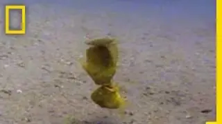 Fish Fight! | National Geographic