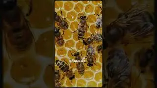 Abejas Matematicas, Hexagonos o Circulos #apibees  #bee #abejas