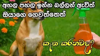 අහල පහල ඉන්න බල්ලන් ඔයාගෙ ගෙවත්තෙත් කැත කරනවද#CleaningHacks#gardentips#cleaningtips#lifewithme 