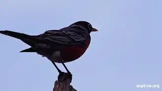 The Great Backyard Bird Count Is Happening NOW!