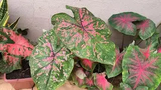 Atualização dos Caladiuns 🩷💚 🤌 Acho que filmei todos... 🤔🥰