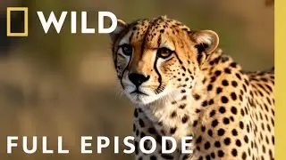 Cheetah Family Drama: Survival in the Wild