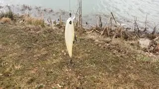 Jerking the Googan Baits Scout Jr. Does it work? (Ep. 6)